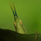 Slant-faced Grasshoppers