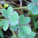 Clover