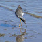 Lesser Yellowlegs