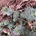 Myrtle spurge