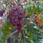 Winged Sumac, shrub or sm tree