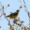 Lesser Goldfinch