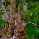 Short-horned or Elephant-Eared Chameleon