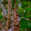 Short-horned or Elephant-Eared Chameleon
