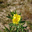 Enotera groga