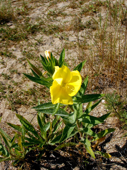 Spotting Image 1