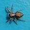 Gray Wall Jumper