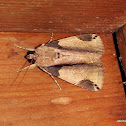Noctuidae  Erebidae