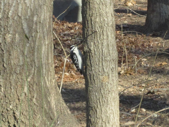 Spotting Image 1