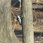 Hairy Woodpecker