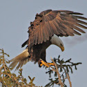 Bald Eagle