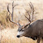 Mule Deer