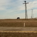Cow
