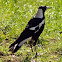 Australian Magpie