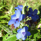 Blue Eranthemum
