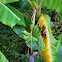 Banana Tree