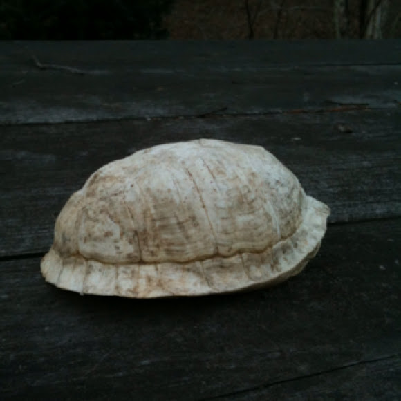 Spotting Image 1