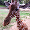 Giraffa