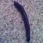 Striped Millipede