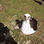 Laysan Albatross