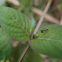 Praying Mantis