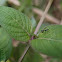 Praying Mantis