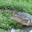 Water monitor