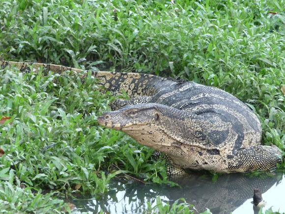 Spotting Image 1