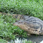 Water monitor