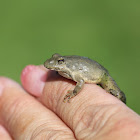 Blanchard's Cricket Frog