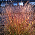 prarie grass