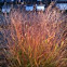 prarie grass