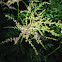 Astilbe
