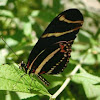 Butterfly Pad
