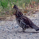 Ruffed Grouse