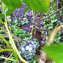 Anna's Hummingbird Nest and Eggs