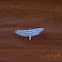 Moth