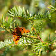Comma (butterfly)