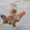 Pollo