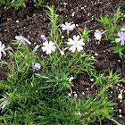 Creeping Phlox Emerald Blue