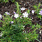 Creeping Phlox Emerald Blue
