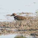 Killdeer