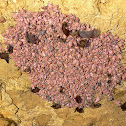 Nursery roost of Little Bent-wing Bat