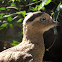 Peruvian Thick-knee