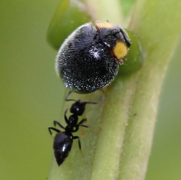 Yellowshouldered Ladybird Project Noah