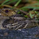 Large Tailed NightJar