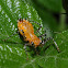 Assassin bug (nymph)