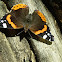 Red Admiral, Rusałka admirał