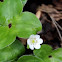 Hepatica