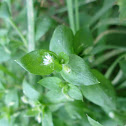 Common Chickweed